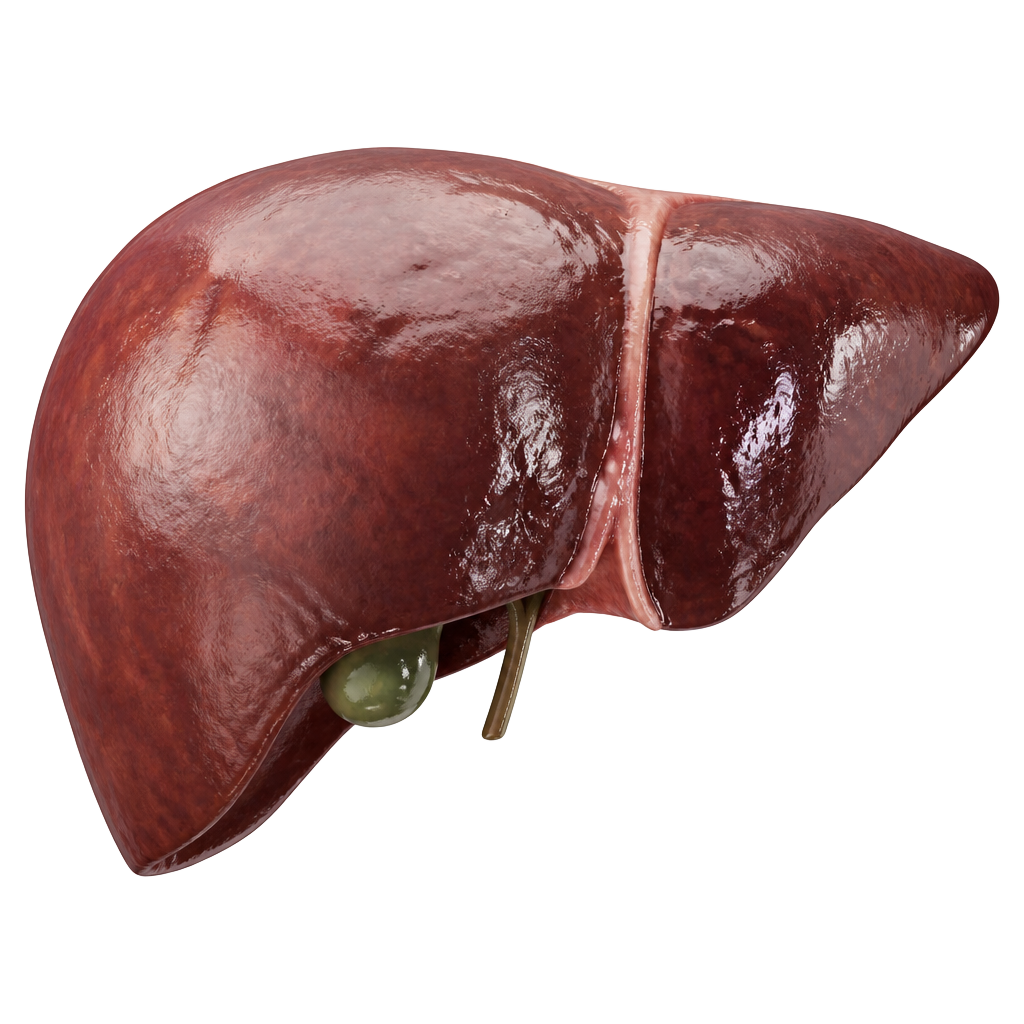 3D crystal Liver Disease anatomy icon